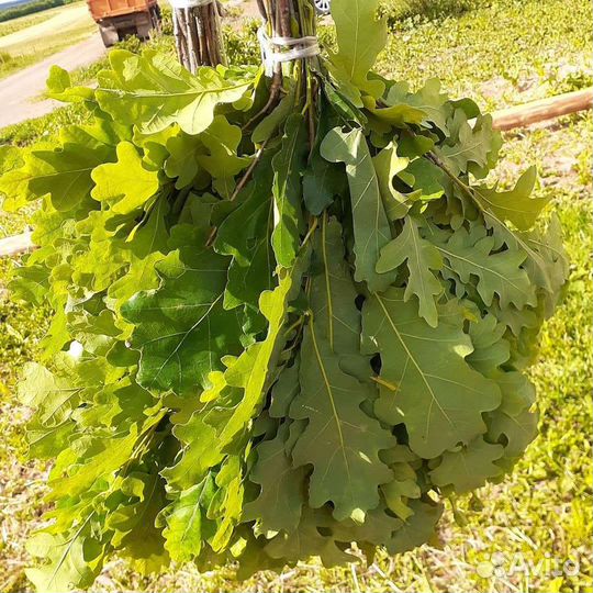 Веники березовые