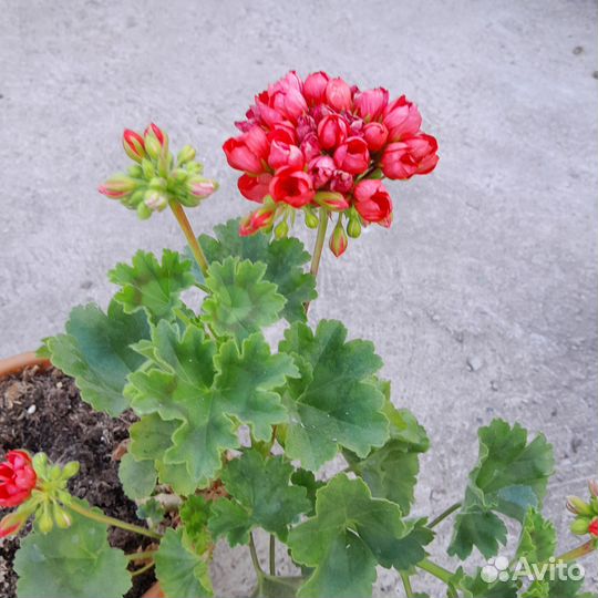 Герань пеларгония
