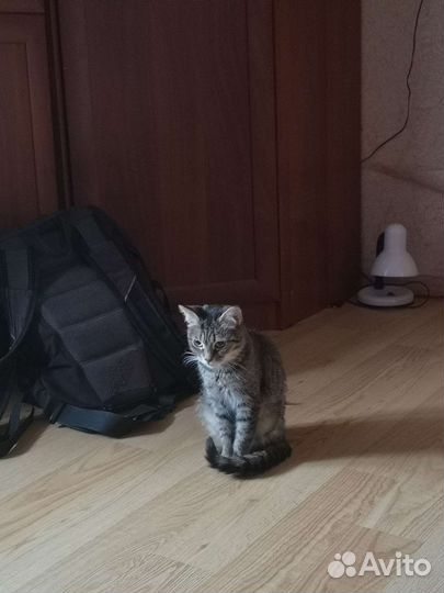 Кошка, 9 месяцев