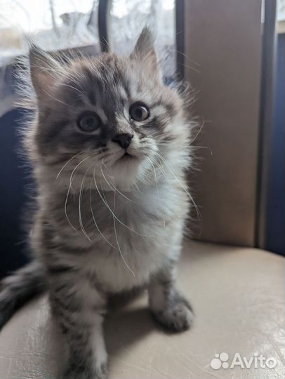 Пушистый котенок (мальчик)