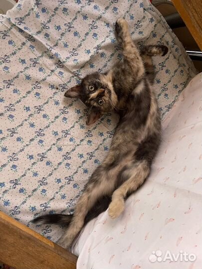 Котята