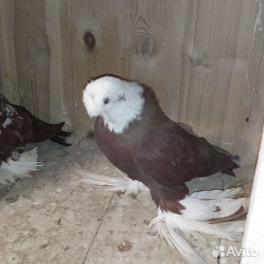 Голуби благодарненские