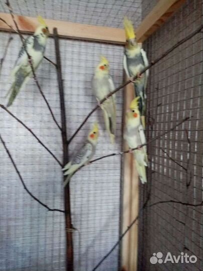 Попугай Карелла