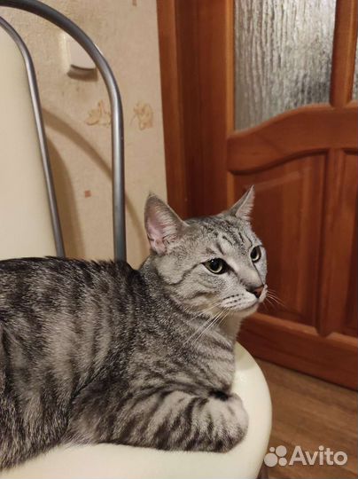 Нашли кота