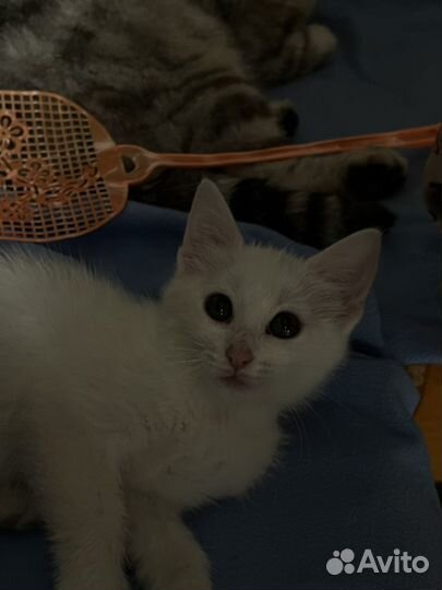 Котёнок от шотландской кошки