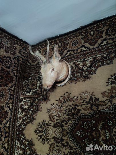 Чучела животных