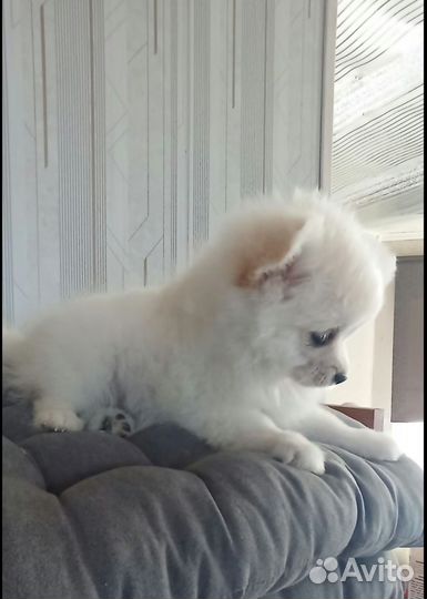 Немецкий шпиц девочка