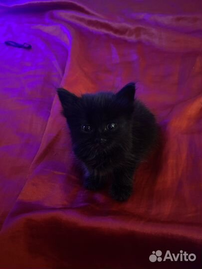 Котенок в дар