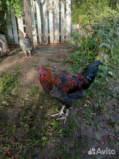 Молодой петух