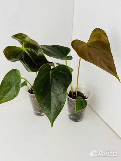 Антуриум деликата