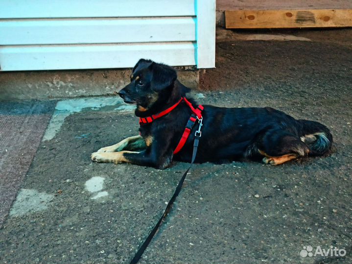 Собака в добрые руки