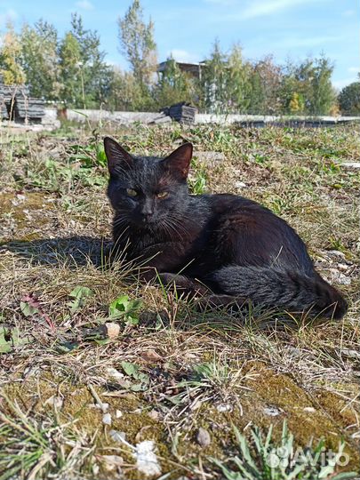 Черного котика выбросили на промзоне