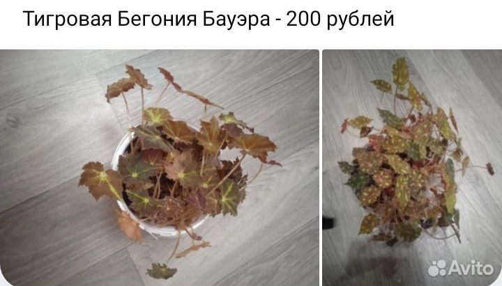 Домашние цветы