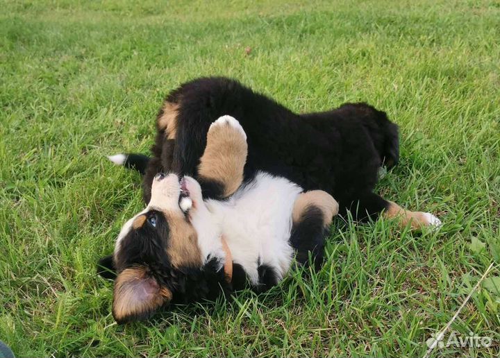 Щенки бернского зенненхунда. Бернский зенненхунд