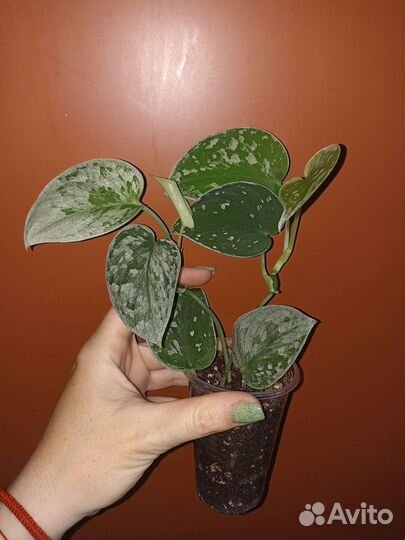 Сциндапсусы, филодендроны, монстеры 3