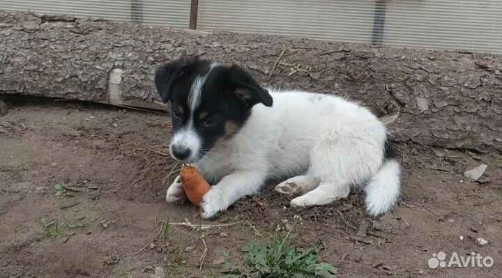 Щенок в добрые руки бесплатно