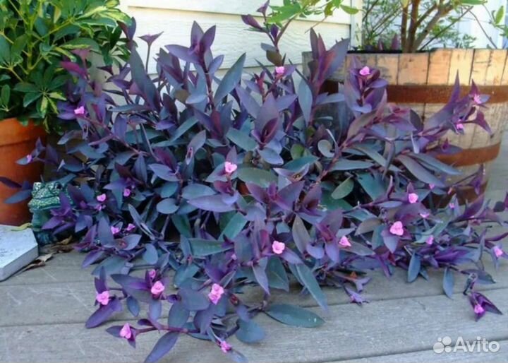 Сеткреазия пурпурная