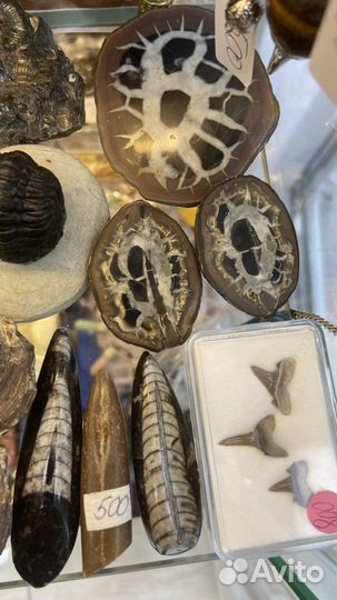 Аммонит спектропирит