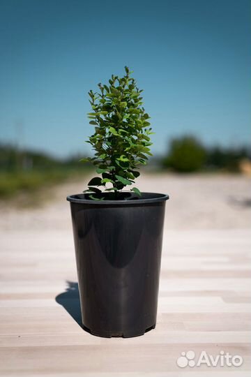 Саженцы хвойных деревьев