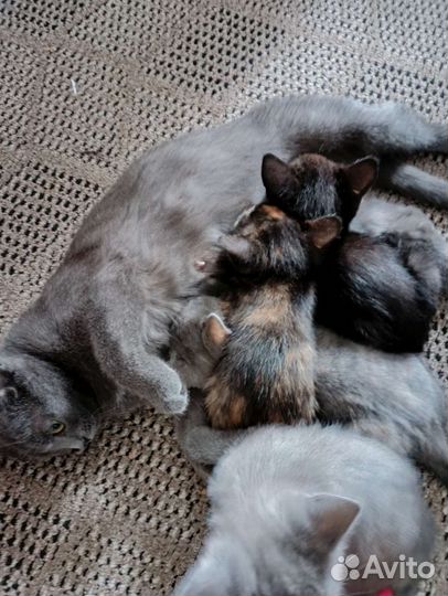 Милые котята