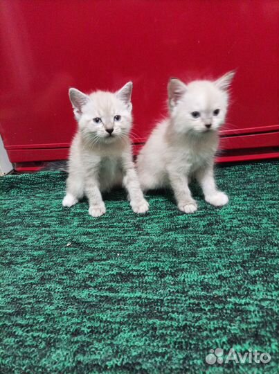 Отдам в добрые руки котят