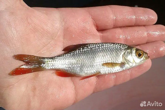 Малек краспоперки