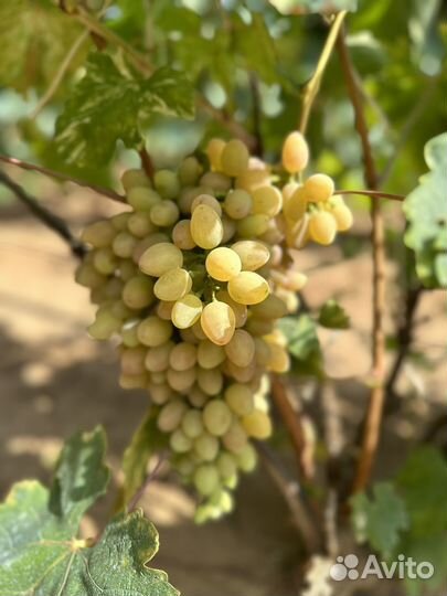 Виноград вкусный сладкий