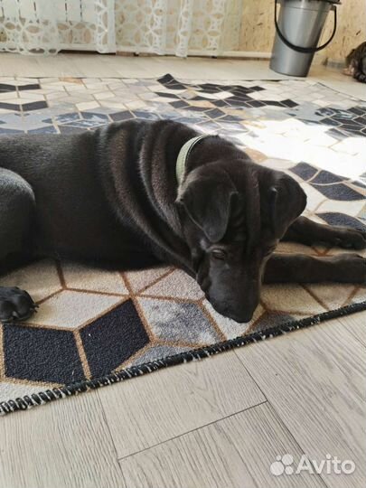 Собака в добрые руки отдам бесплатно