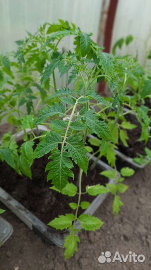 Рассада помидор, томатов