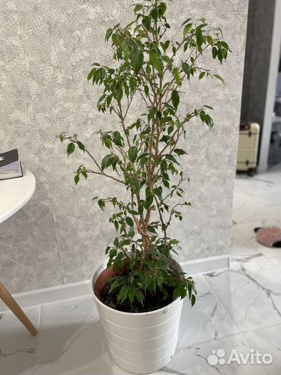 Комнатные растения