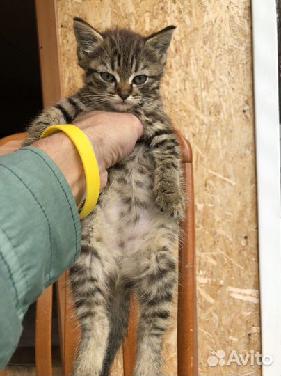 Котята в добрые руки 1 месяц