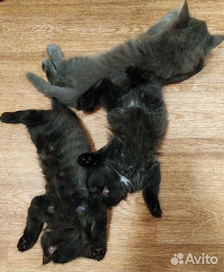 Котята в дар