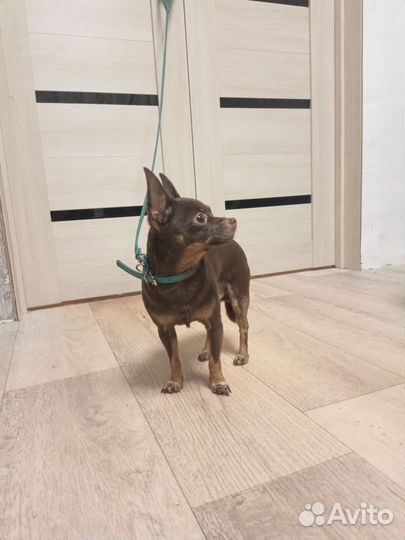 Собака мини той-терьер