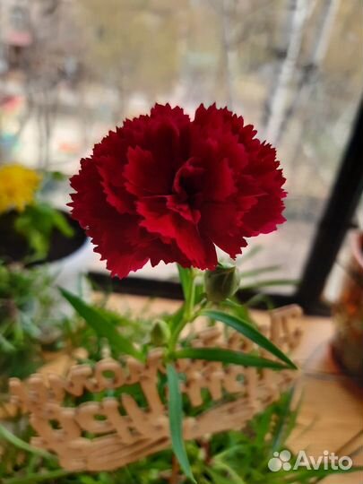 Гвоздика ампельная комнатная горшечная