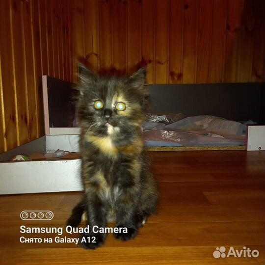 Милые котята