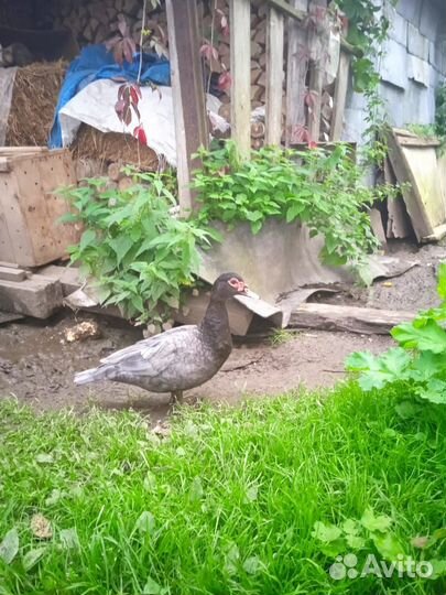 Мускусные утки