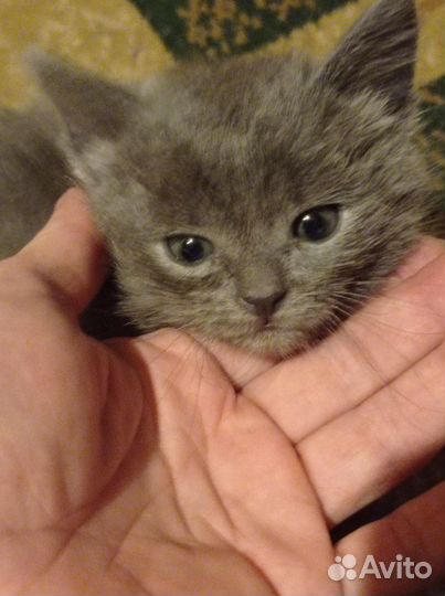 Кошка
