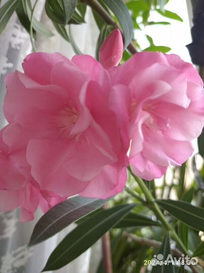 Олеандр розовый