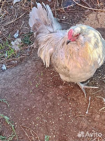 Куры несушки