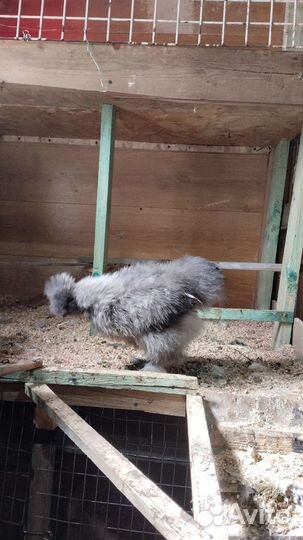 Китайские шёлковые куры