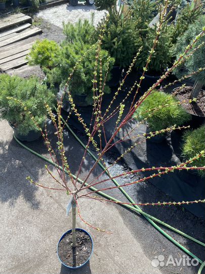 Ива хакуро нишики на штамбе