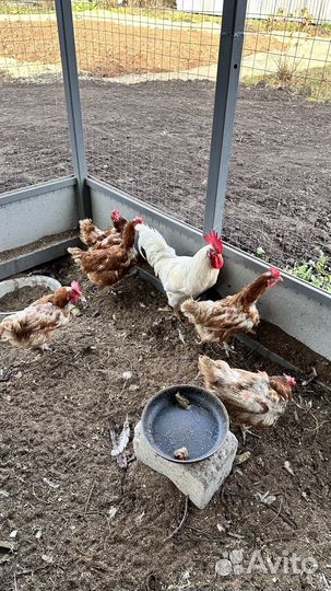 Куры несушки