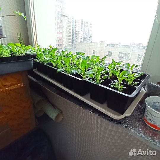 Рассада петунии