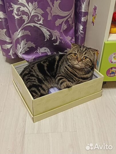 Котик вязка