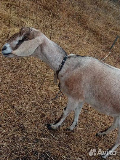 Англо нубийский козлик