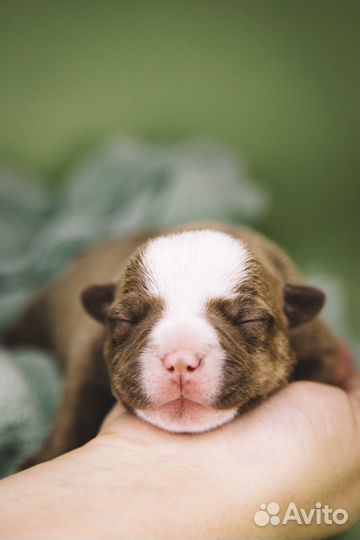 Булли микро экзот