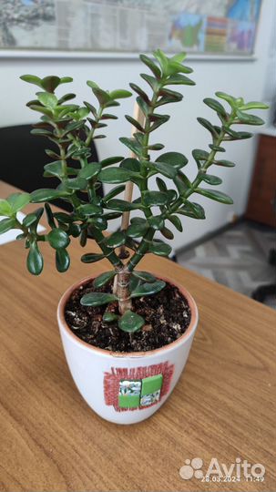 Толстянка. Денежное дерево