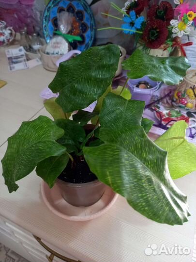 Комнатные цветы