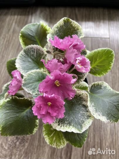 Сортовые фиалки