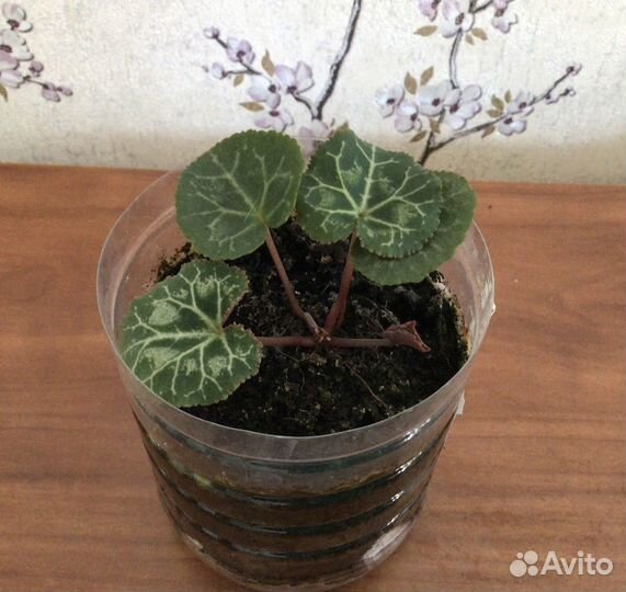 Комнатные цветы цикламен